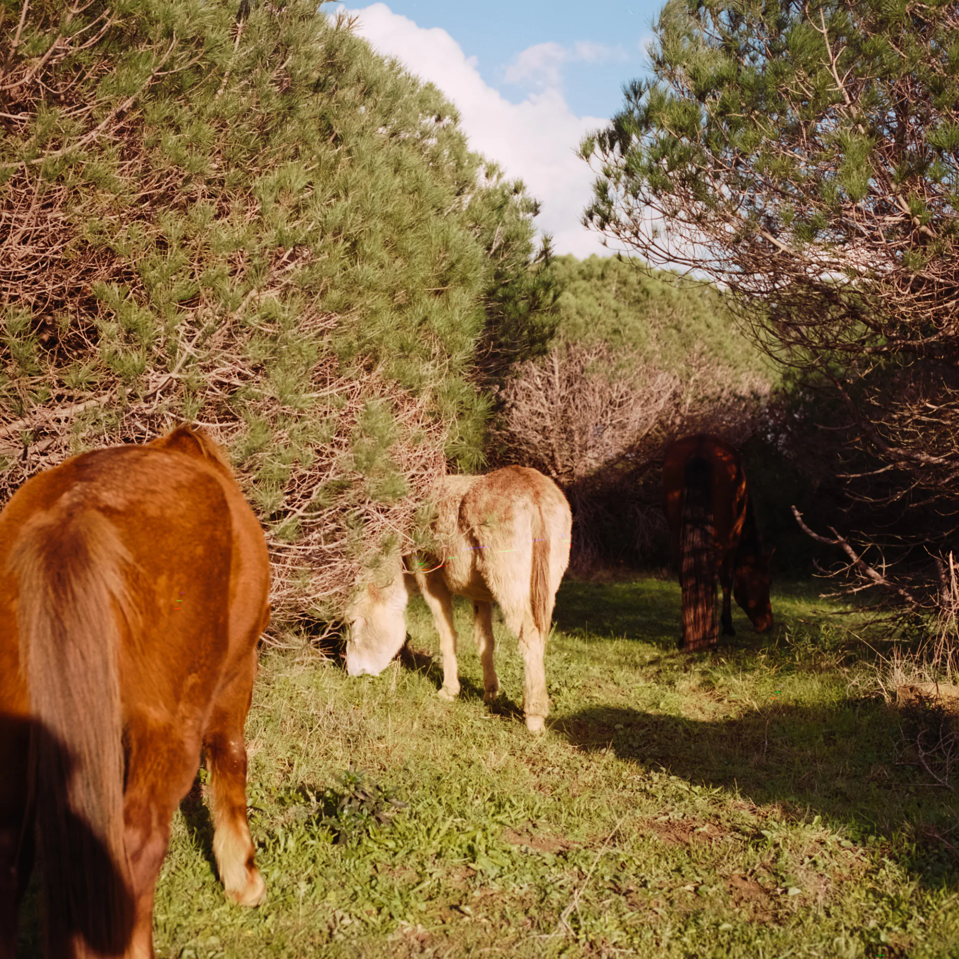 A group of horses grazing in a field, as part of wild tourism.