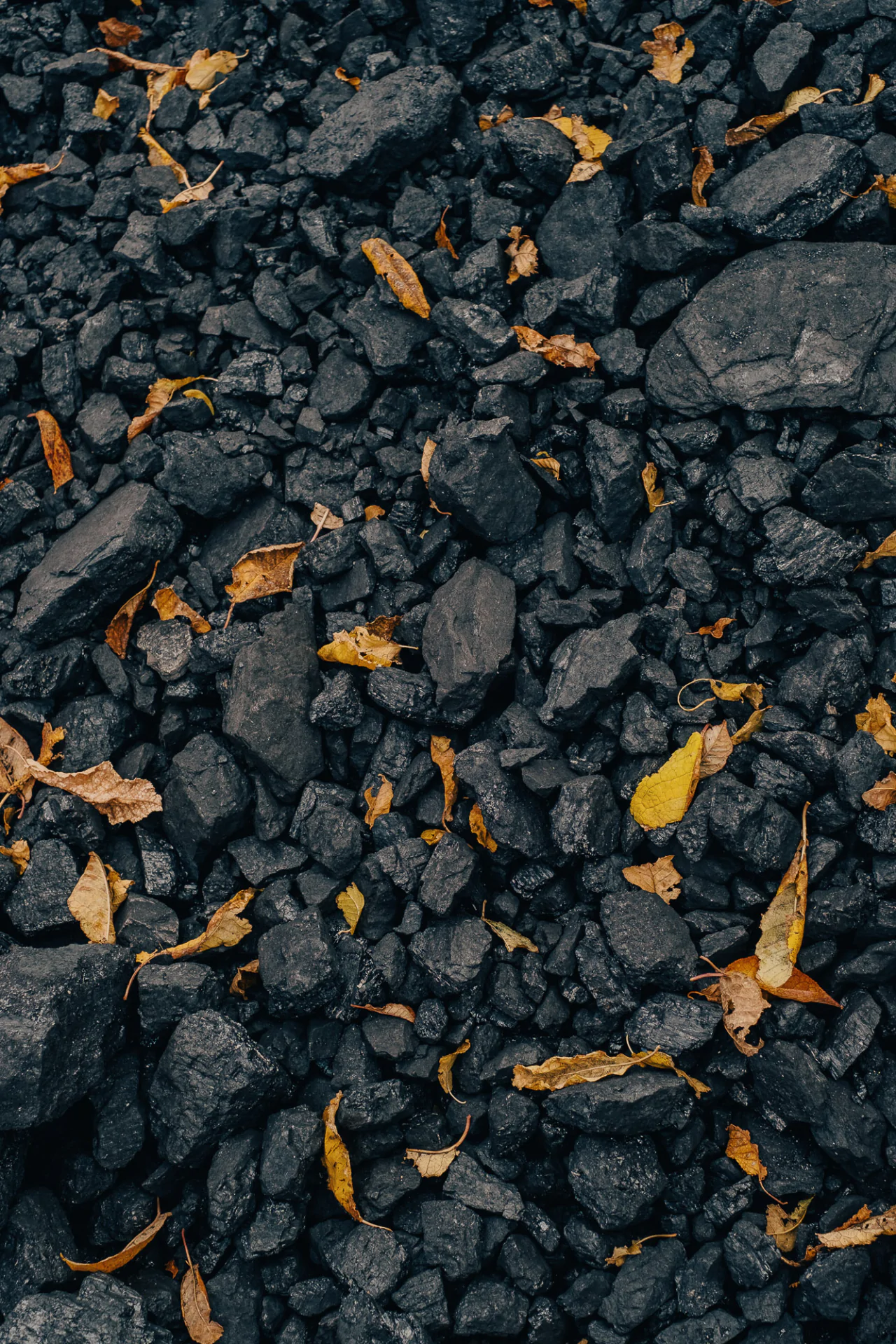 A black rock with yellow leaves on it.