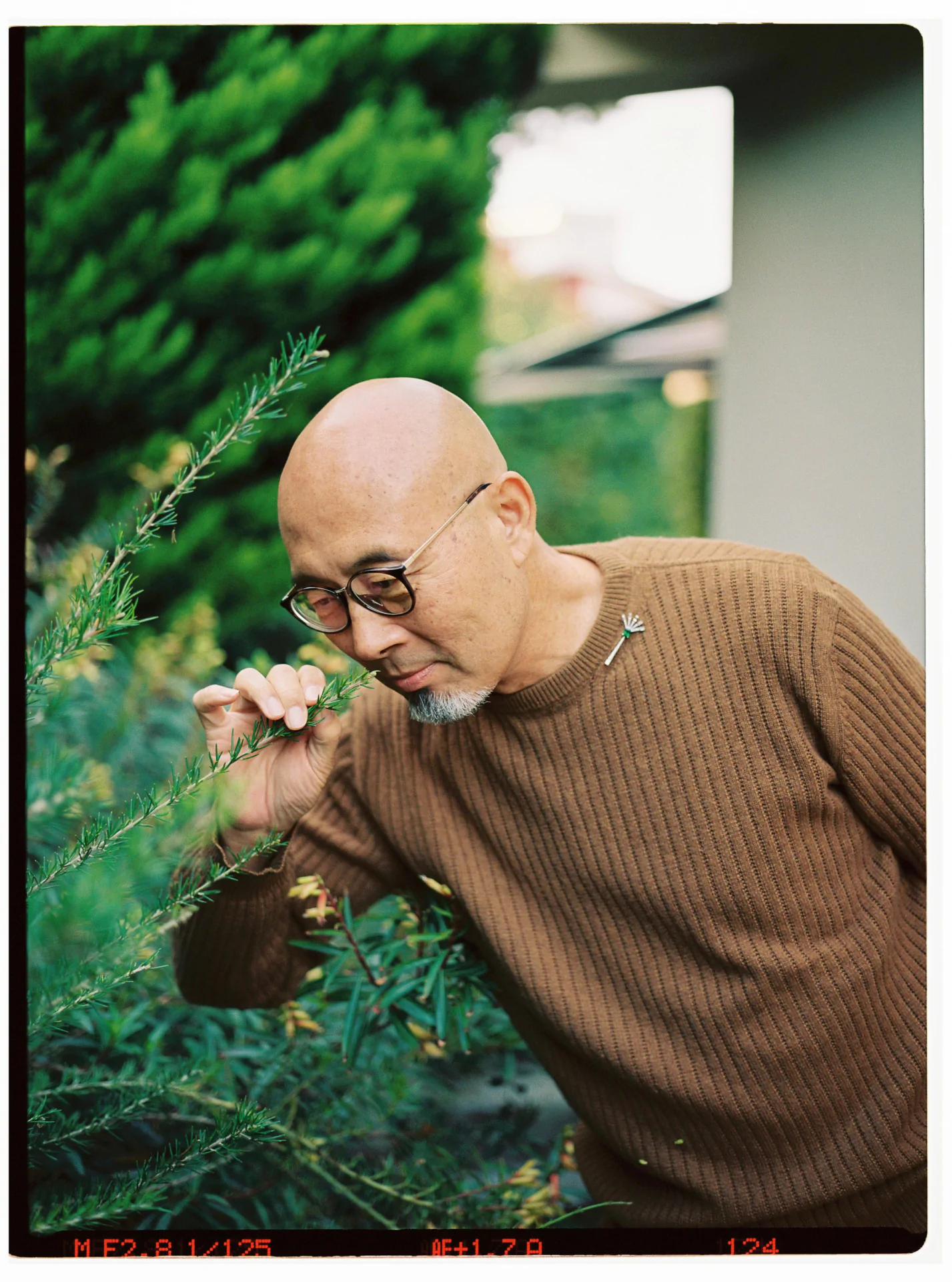 A bald man wearing glasses and a brown sweater inspects a plant with small leaves, bending slightly to observe it closely in a garden setting.