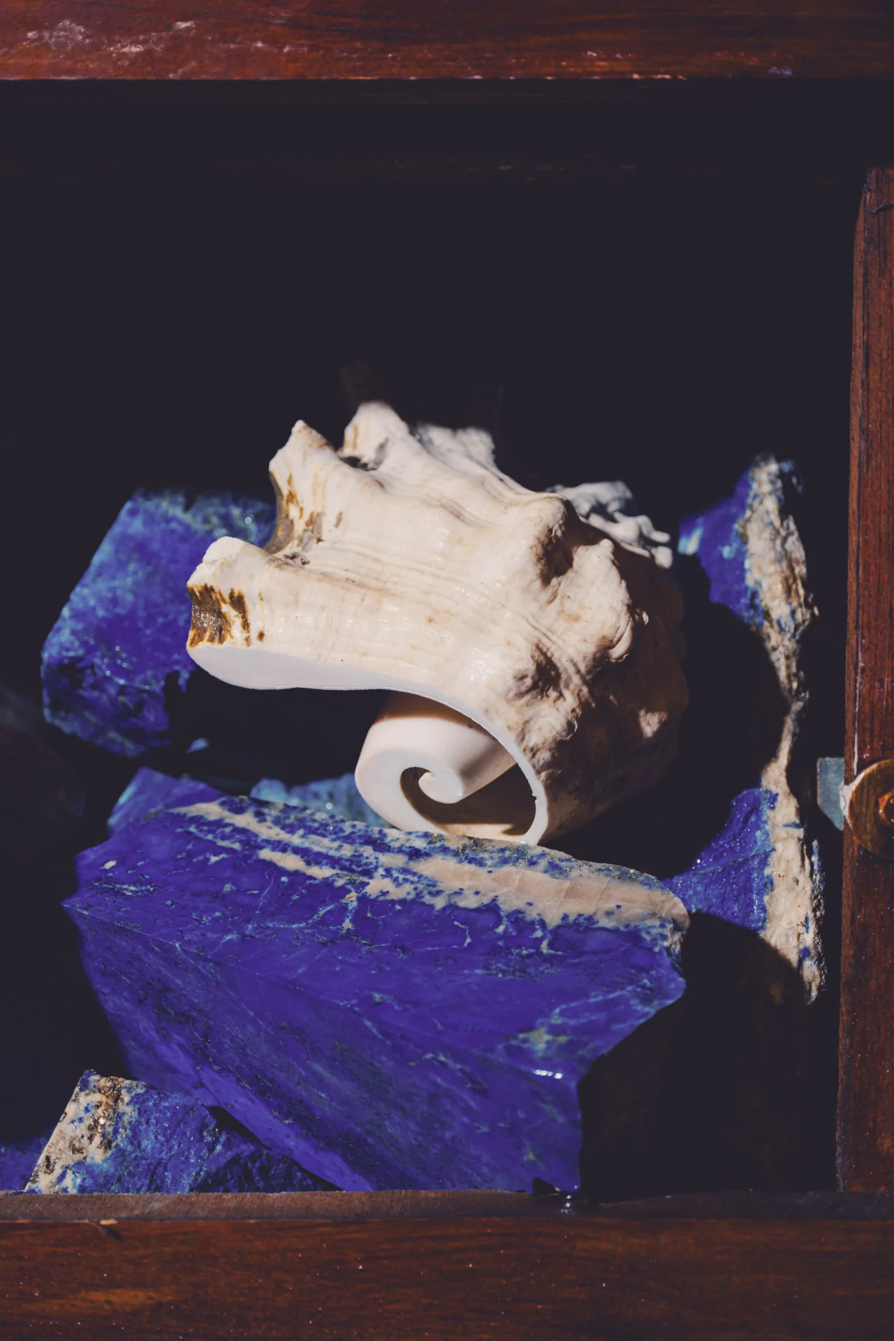 A large seashell resting on deep blue, rough-edged stones inside a dark wooden box.
