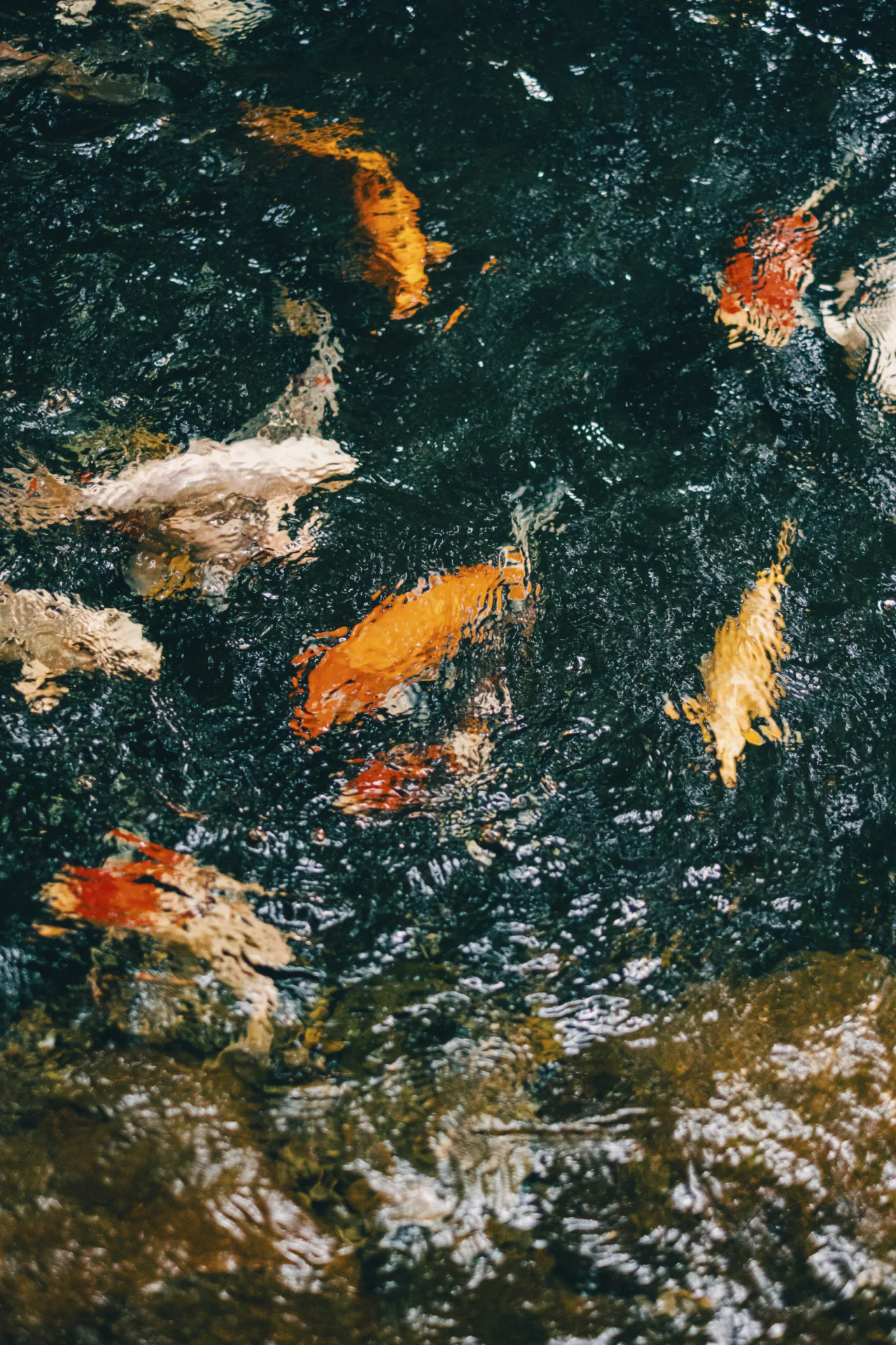 Colorful koi fish swim in dark, rippling water, partially visible through the surface distortion.